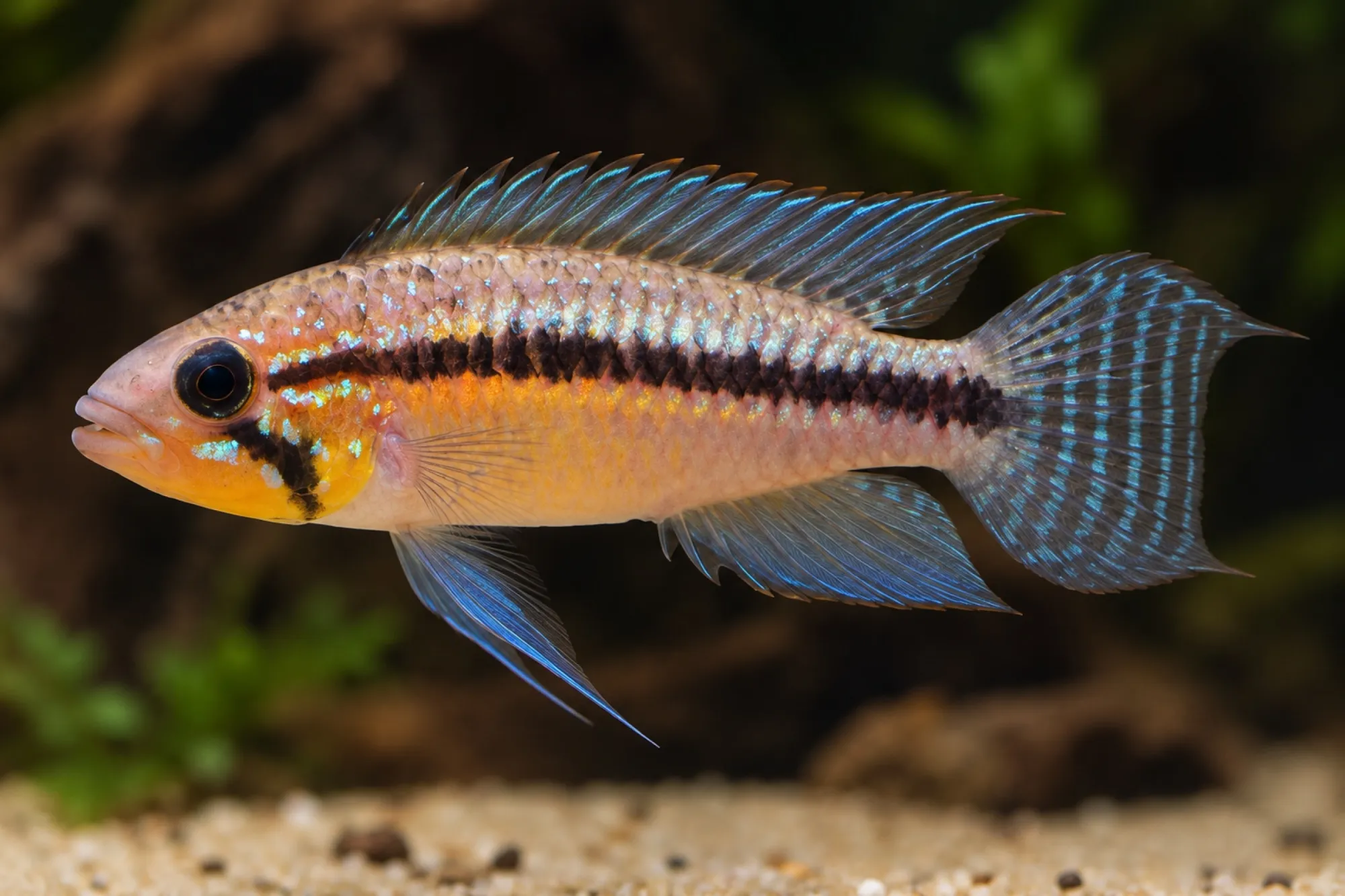 Glanzbinden-Zwergbuntbarsch, Apistogramma paucisquamis