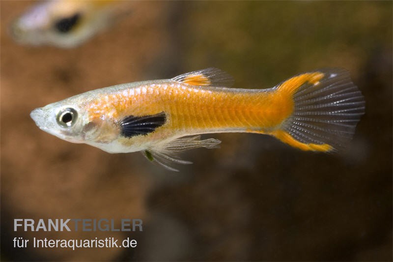 Endler Guppy Red Scarlet, Poecilia wingei (Minifisch), Zufällig ausgewählt