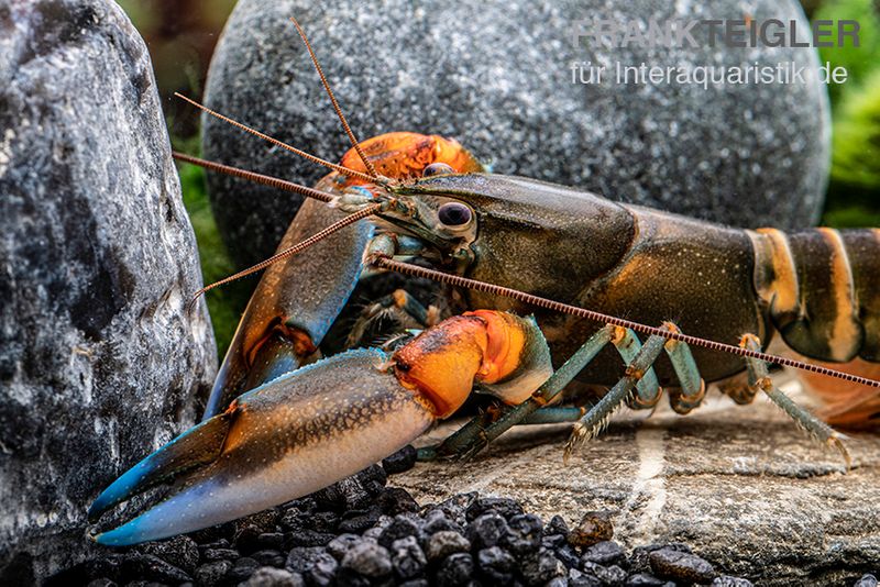 "Blue Claw" Tigerkrebs, Cherax peknyi var. "Blue Claw", Zufällig ausgewählt