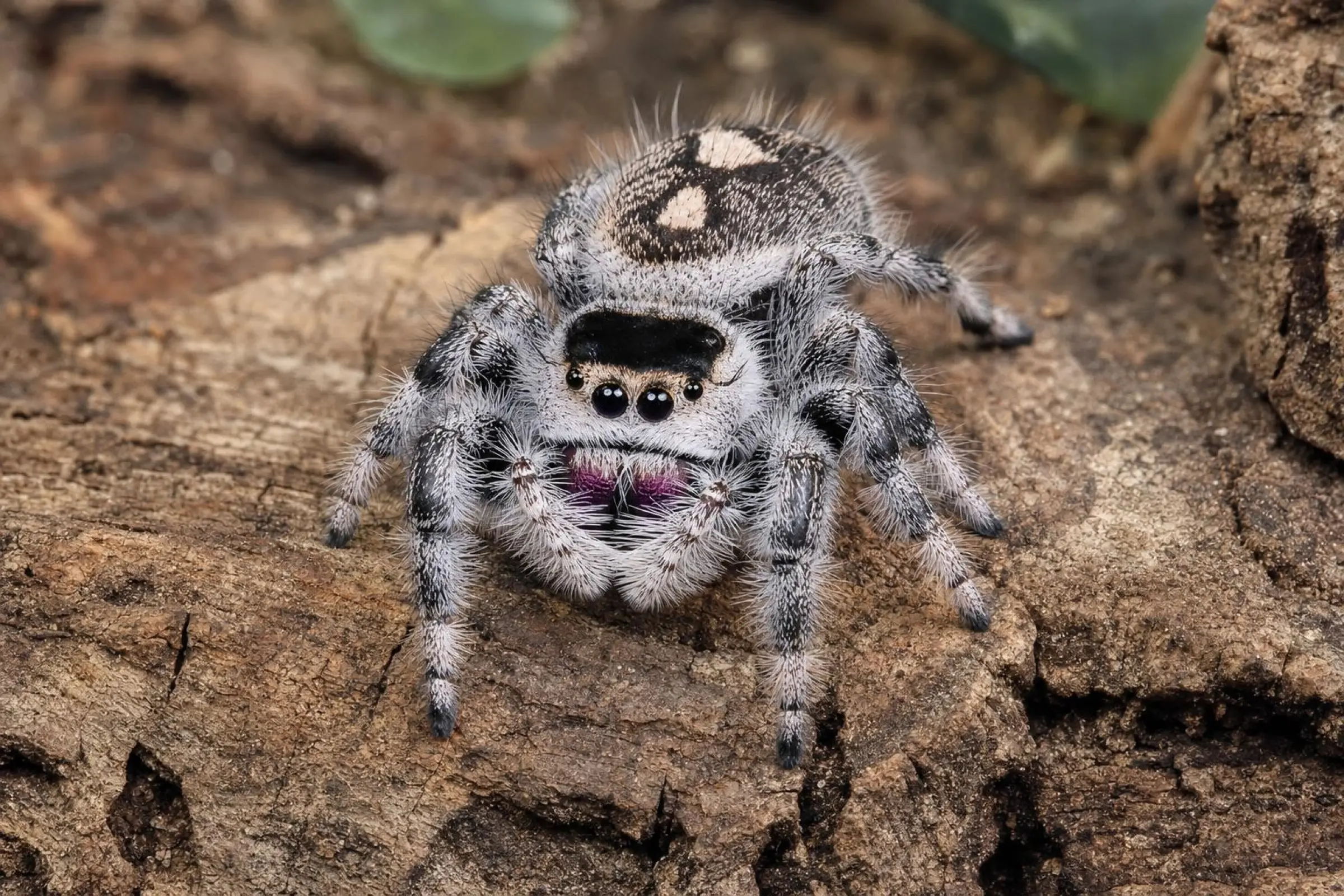 Königsspringspinne „Hendry County groß“, Phidippus regius