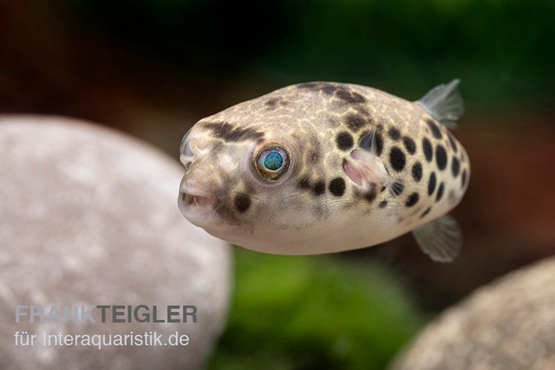 Leopardkugelfisch, Tetraodon schoutedeni