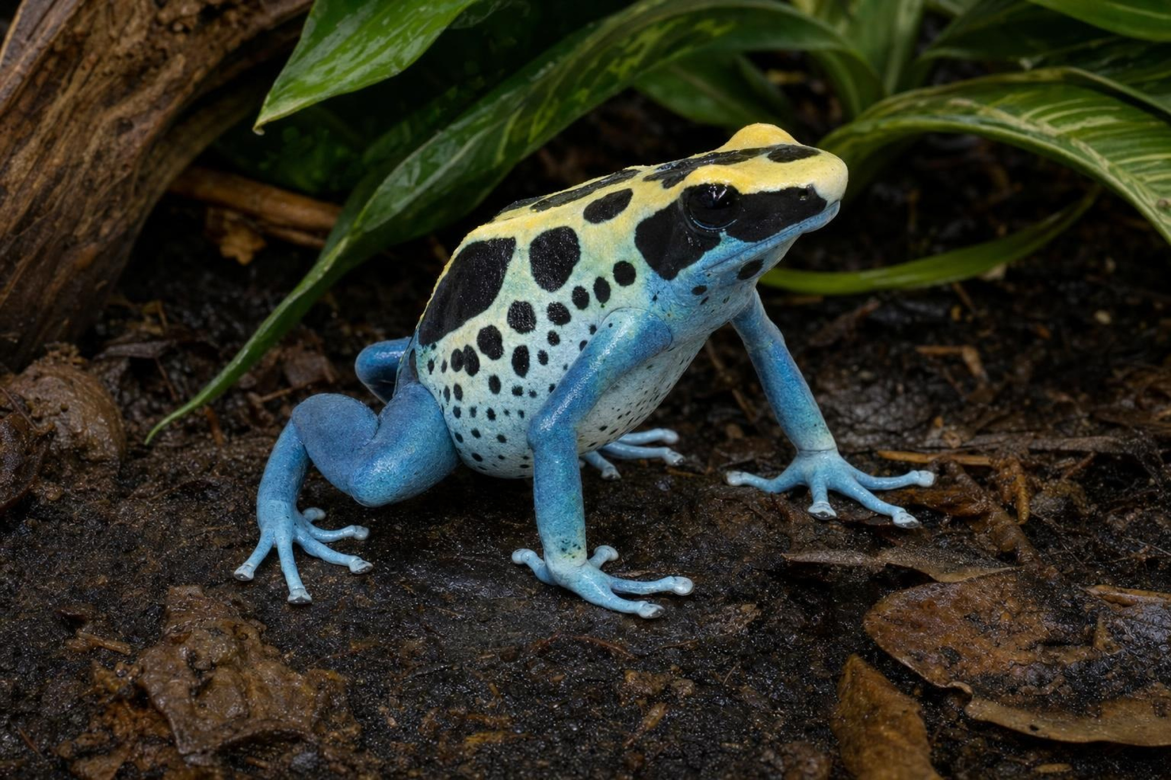 Färberfrosch „Patricia Ghost“, Dendrobates tinctorius