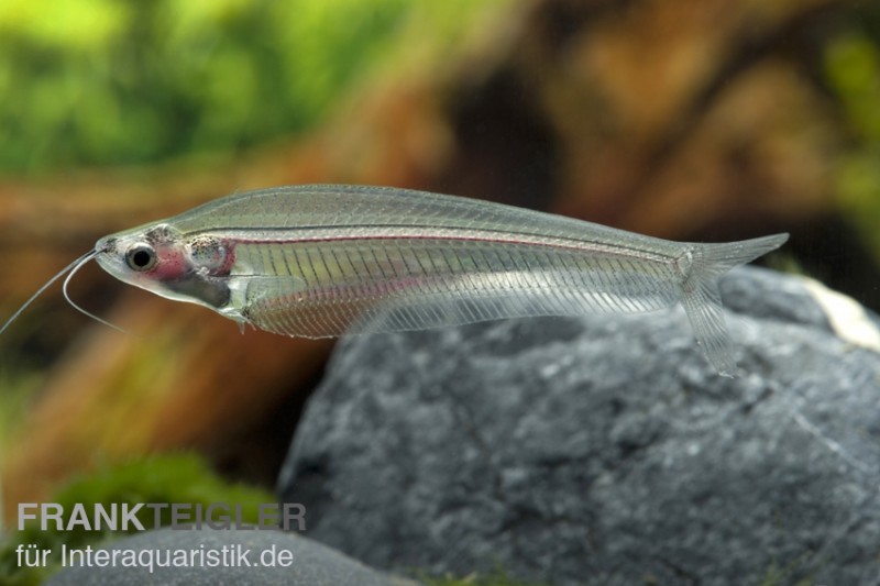 Indischer Glaswels, Kryptopterus bicirrhis