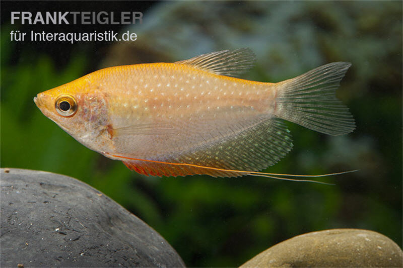 Goldener Mosaikfadenfisch, Trichopodus leerii Gold, DNZ, 5-6 cm