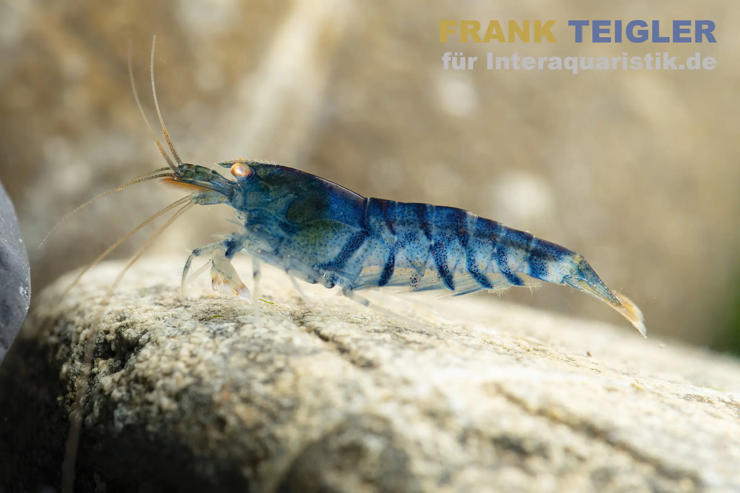 Eisblaue Tigergarnele Golden Eye, Caridina mariae