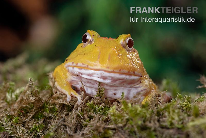 Pikachu-Pacman-Frog, Ceratophrys cranwelli Pikachu