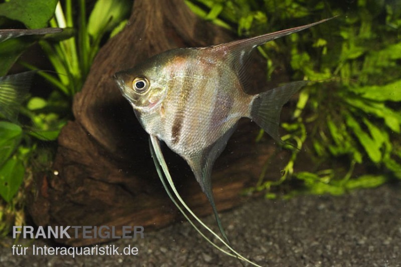 Manacapuru Rotrücken Skalar, Pterophyllum cf. scalare "Lago Manacapuru"