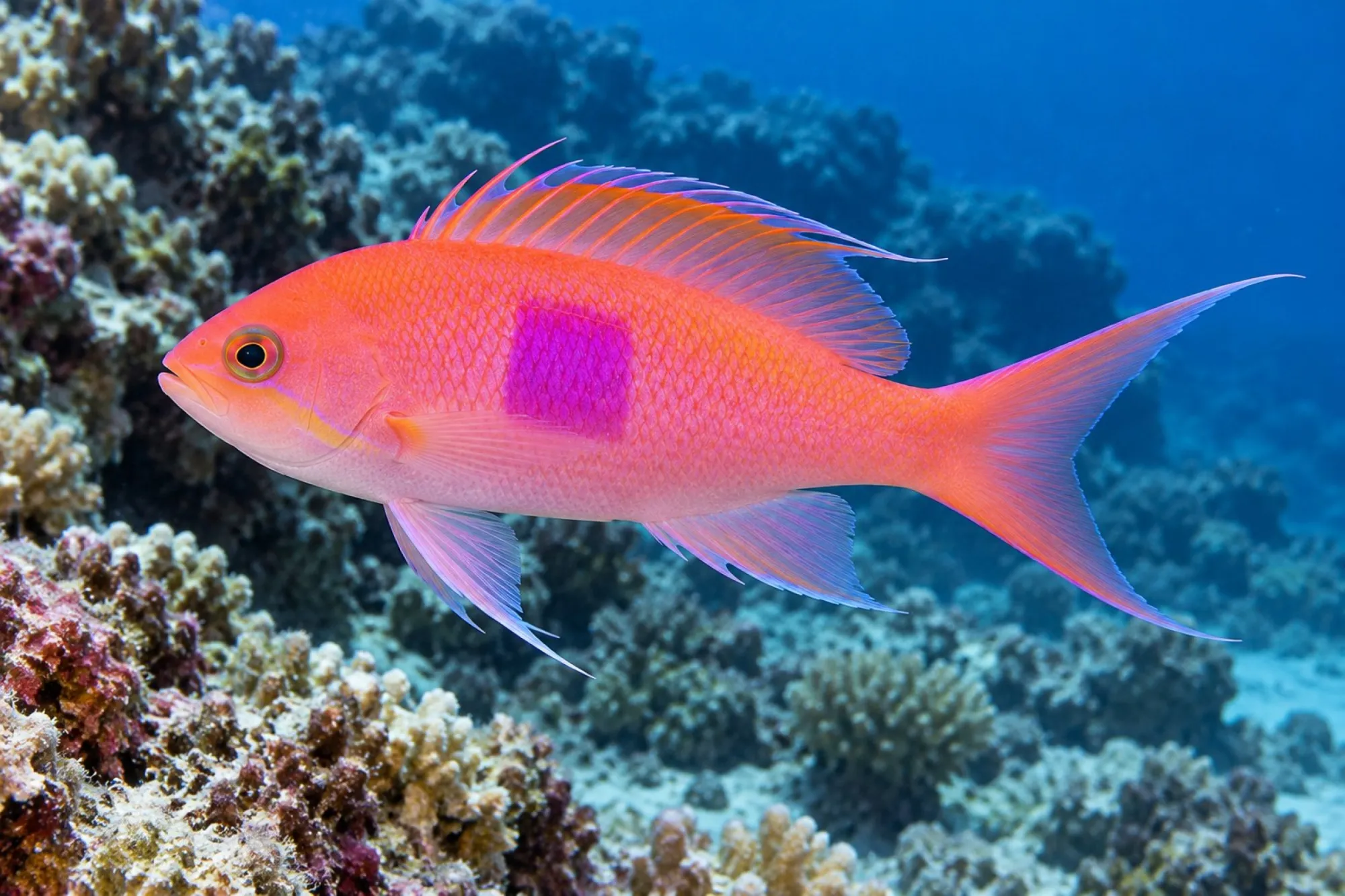 Quadratfleck-Fahnenbarsch, Männchen, Pseudanthias pleurotaenia