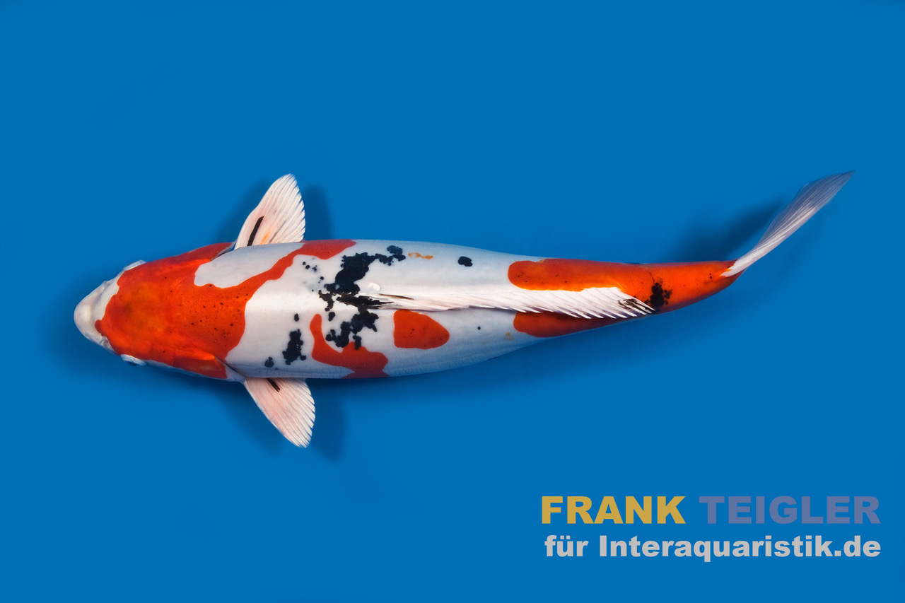 Japan Koi Hosokai Tosai Sanke, Cyprinus carpio, 13-15 cm