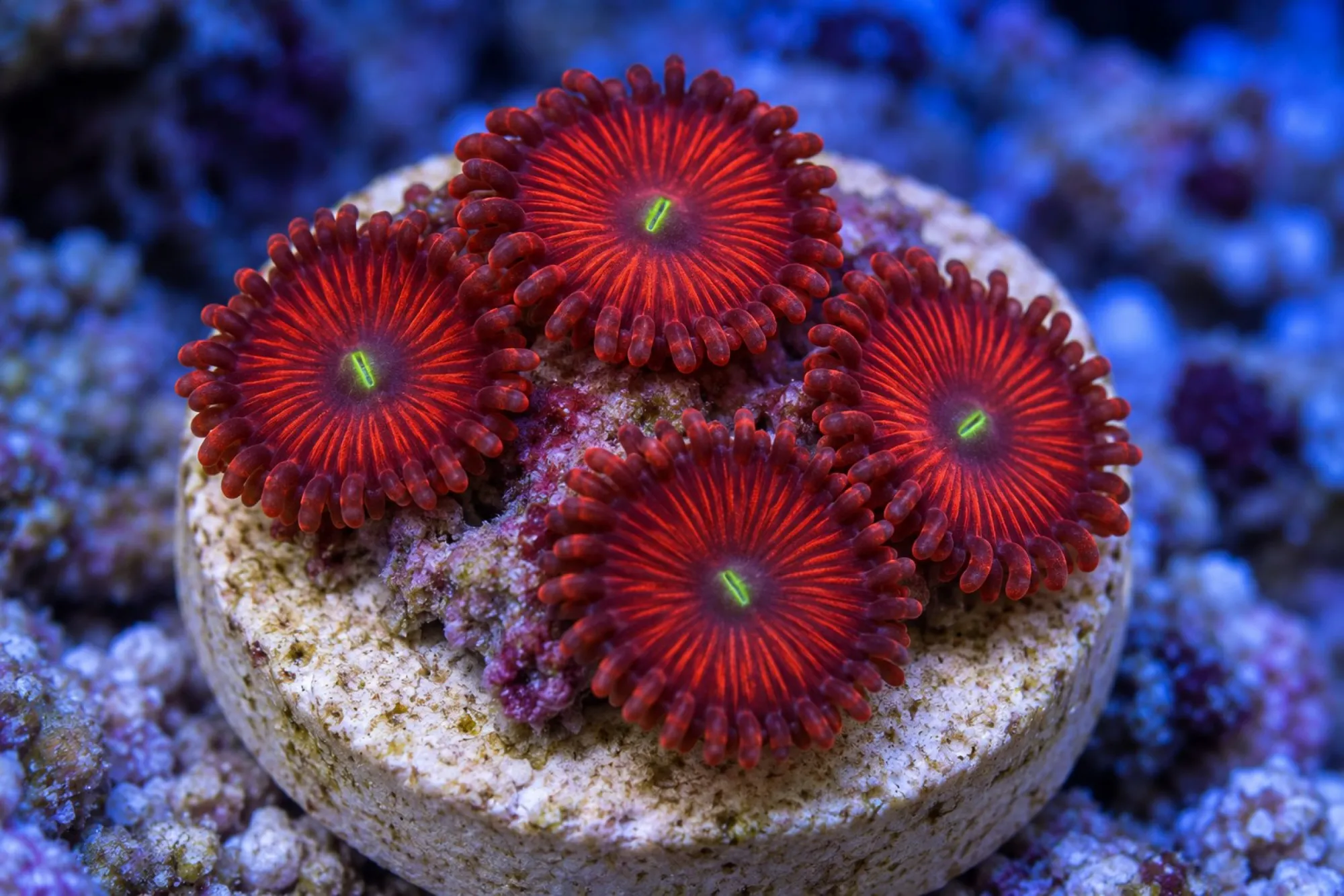 Krustenanemone „Red People Eater“ (Nachzucht), Zoanthus spec., ca. 3 - 4 Polypen