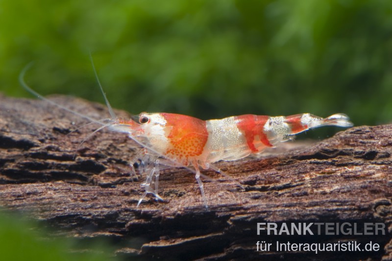 Red Bee Grade A Garnele, Caridina logemanni