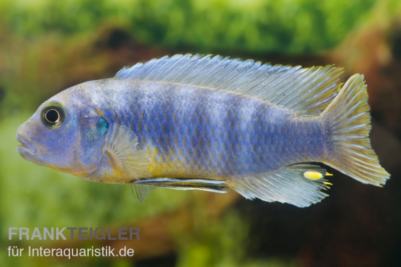 Aurora-Felsenbuntbarsch, Pseudotropheus aurora, DNZ