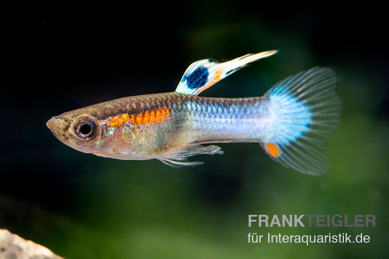 Neon Blue Endler Guppy, Poecilia wingei "Sky blue", Männchen