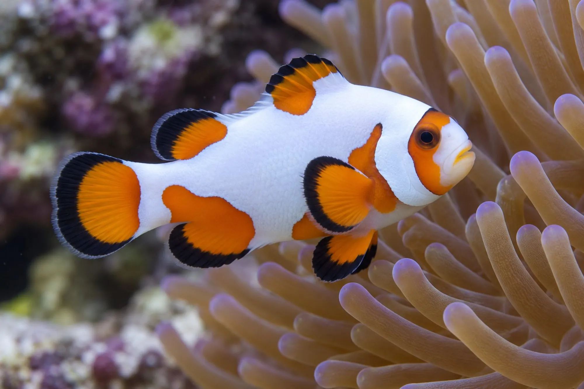 Ocellaris-Clownfisch „Super Storm“ Nachzucht, Amphiprion ocellaris
