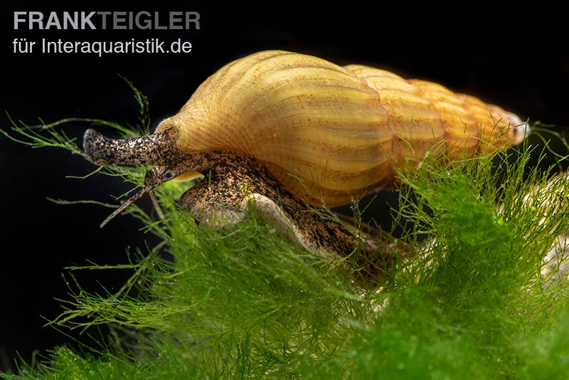 Goldene Raubturmdeckelschnecke, Anentome helena