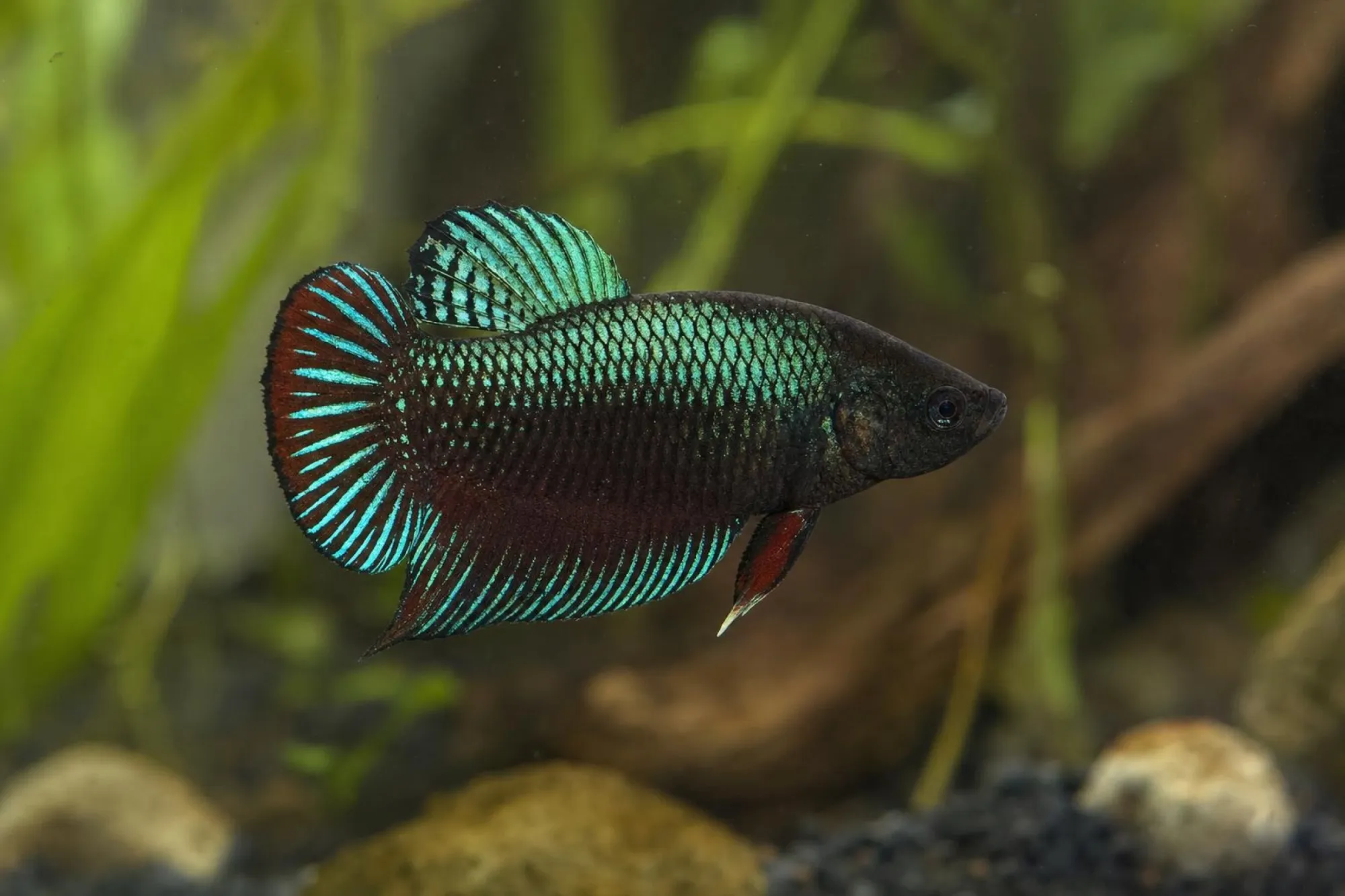 Grüner Alien-Hybrid-Kampffisch mit rotem Saum, Weibchen, Betta sp.