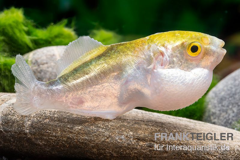 Goldener Kugelfisch, Chonerhinus modestus