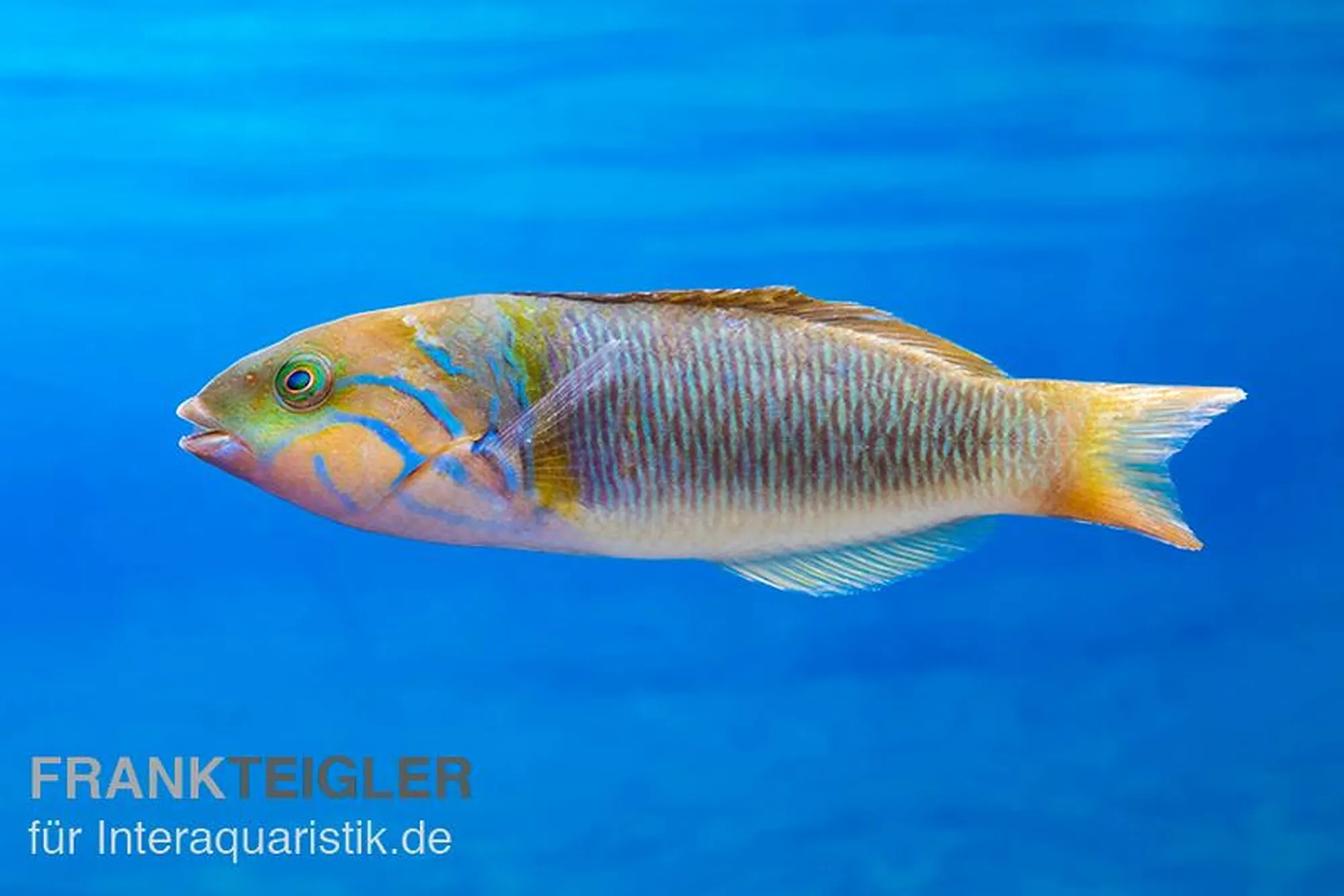 Goldband-Junker, Thalassoma hebraicum