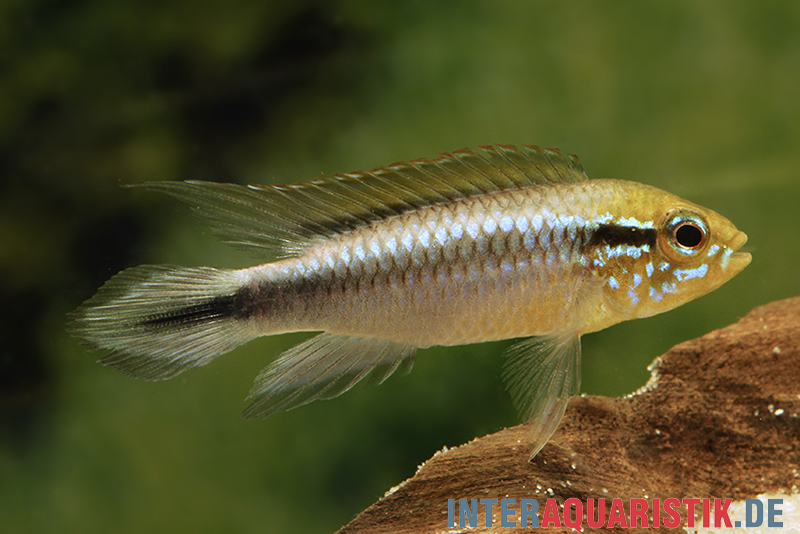 Agassiz-Zwergbuntbarsch, Apistogramma agassizii, Wildform, paarweise