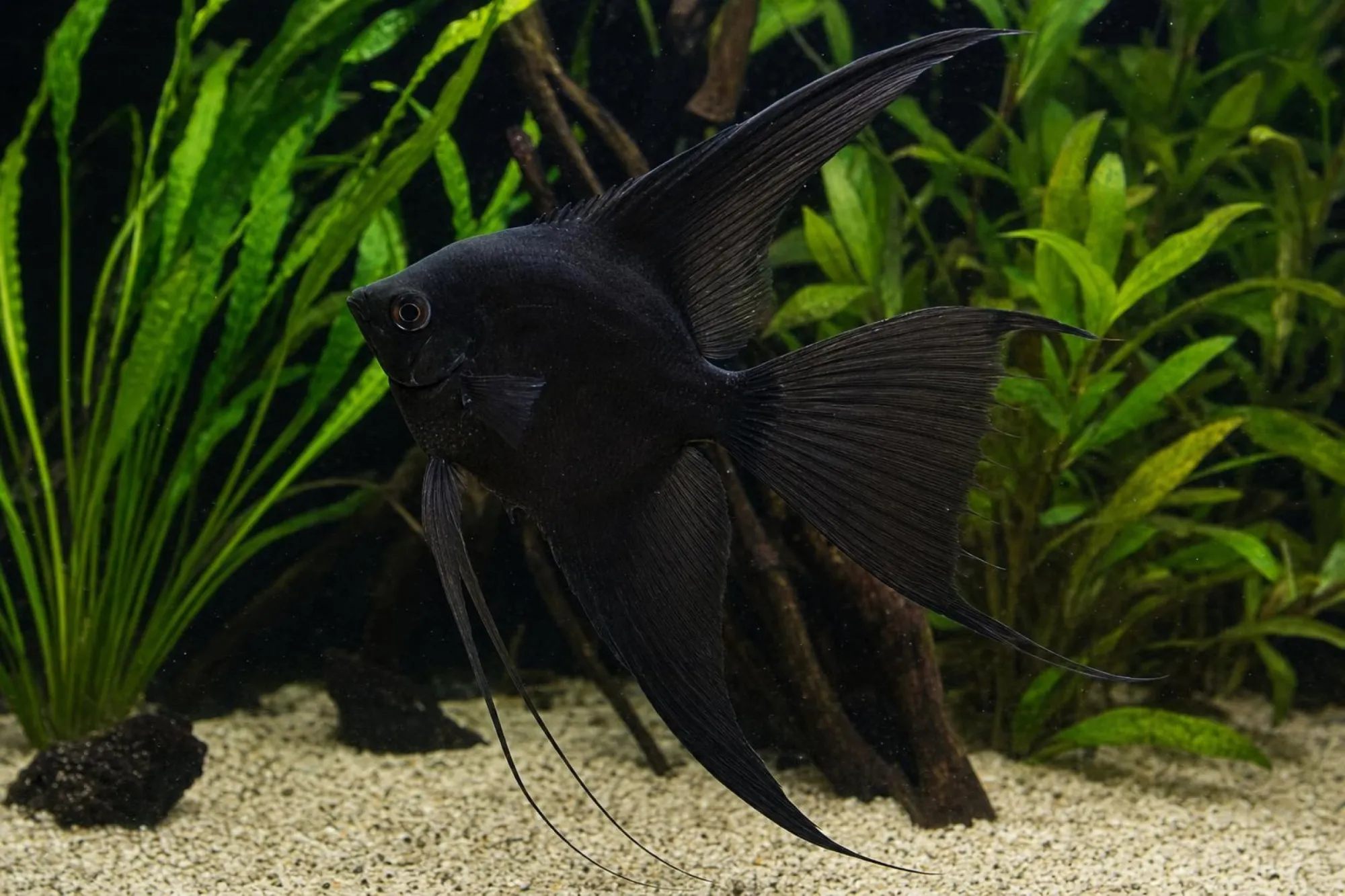 Schwarzer Schleierskalar, Pterophyllum scalare