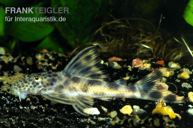 Wels L 006 Peckoltia oligospila, Punktierter Zwergschilderwels