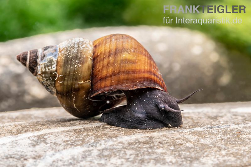 Sulawesi-Triangelschnecke, Tylomelania sinabartfeldi