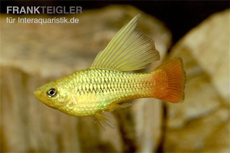 Hochflossen Papagei-Platy, Xiphophorus variatus