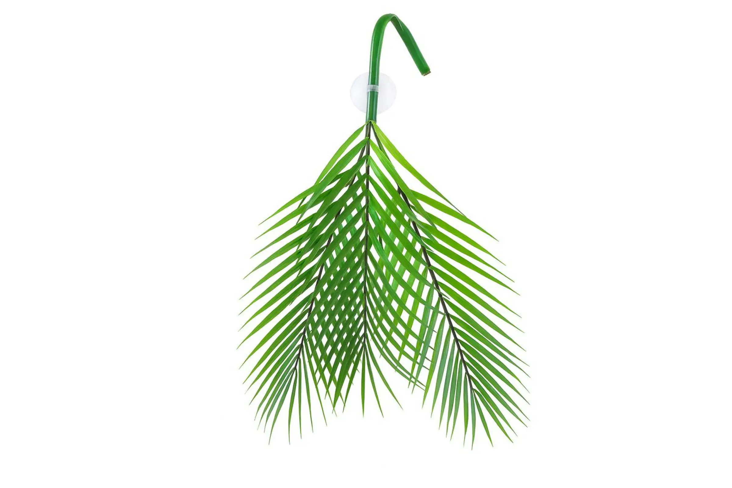 Hobby Palm Tree 60 x 20 cm – KI-generierte Abbildung aus Herstellerreferenz