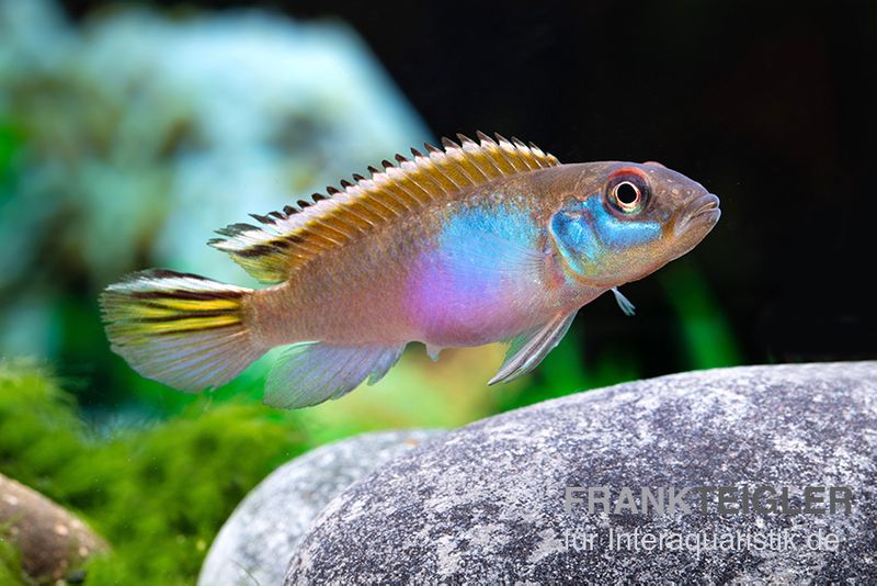 Blauer Kongocichlide, Nanochromis parilus