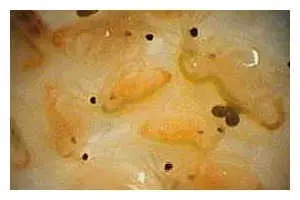 Lebendfutter Meerwasserfloh Portionsbeutel, 90 ml Moina salina