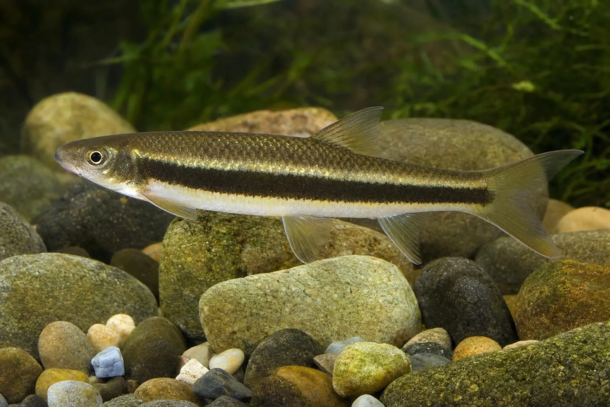 Gestreifte Saugbarbe, Ceratogarra cambodgiensis