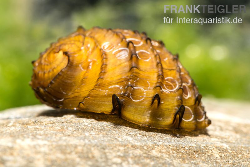 Fruit Snail, Neritina juttingae