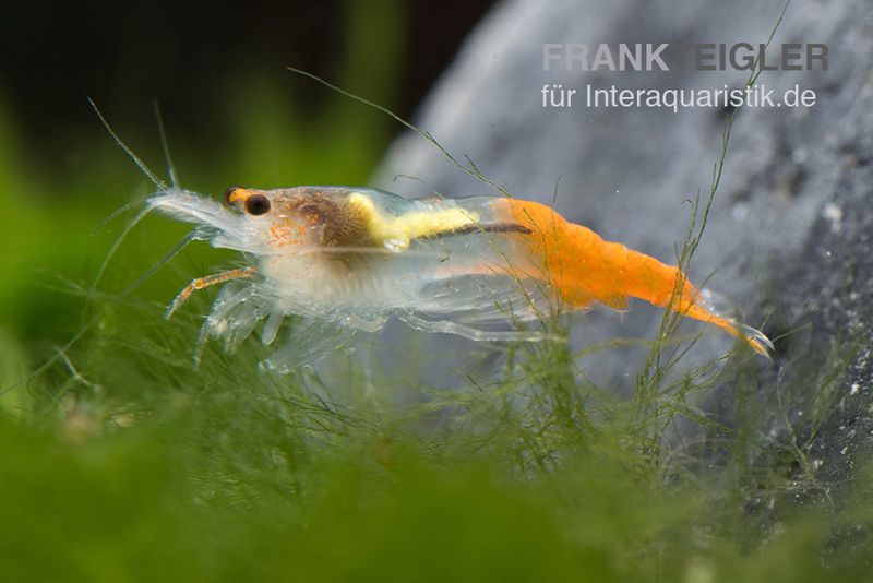 Yellow Jade Rili Shrimp, Neocaridina davidi