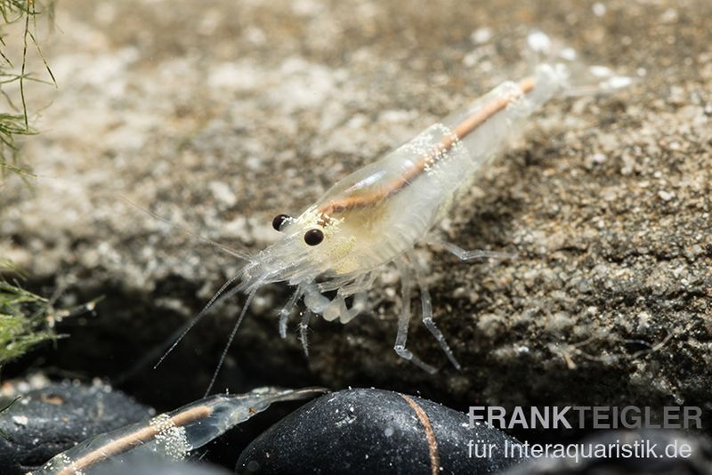 Crystal White Garnele, Caridina spec. Crystal White / Ghost Bee