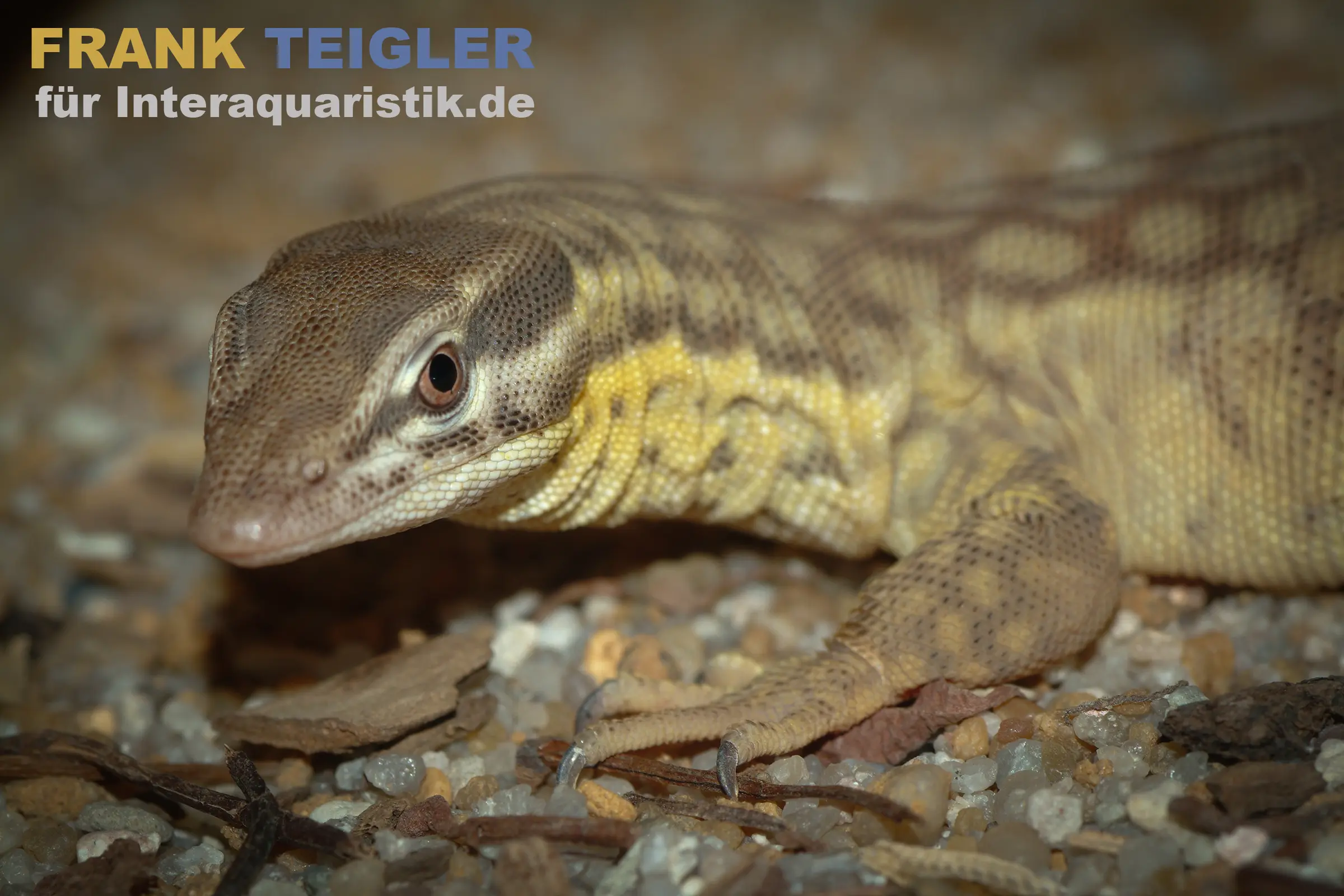 Stachelschwanzwaran, Varanus acanthurus