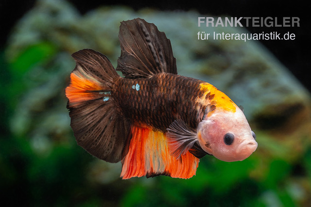 Plakat Kampffisch Fancy Color, Männchen, Betta splendens
