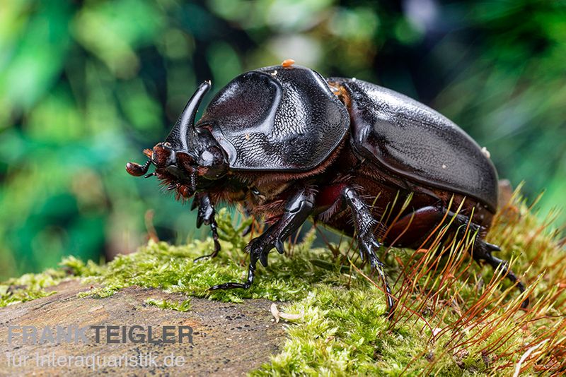 Afrikanischer Nashornkäfer, Oryctes monoceros, Adult