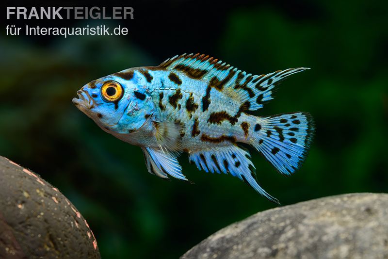 Blue Dempsey, Rocio octofasciata "Blue Dempsey"