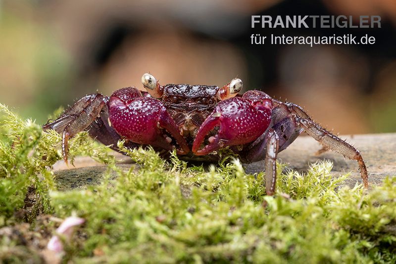 Blue Devil Vampirkrabbe, Geosesarma dennerle sp. blue, Paar (1 Männchen + 1 Weibchen)