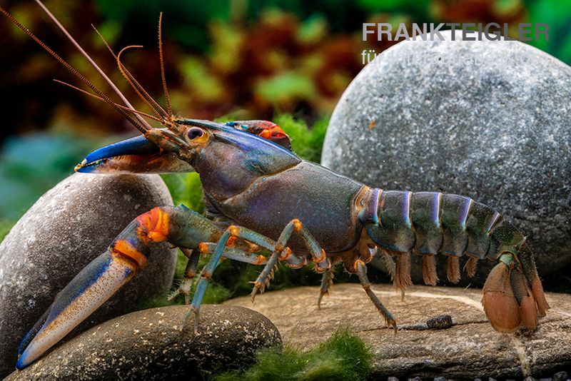 Blauer Tigerkrebs, Cherax alyciae „Blue Kong“