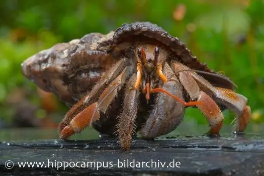 Landeinsiedlerkrebs, Coenobita violascens (Violetter Landeinsiedlerkrebs)