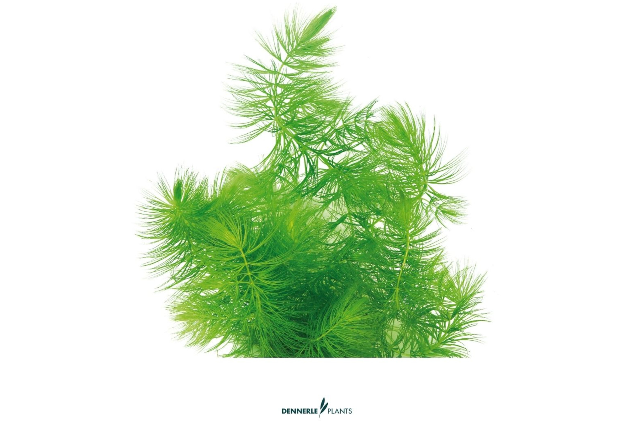Hornkraut, Ceratophyllum demersum, lose Portion