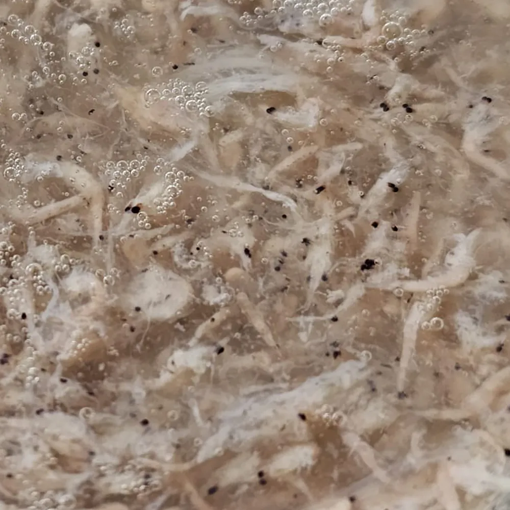 Nahaufnahme kleiner weißer Garnelen in Flüssigkeit mit Luftblasen, Produktansicht von verpackten Meeresfrüchten