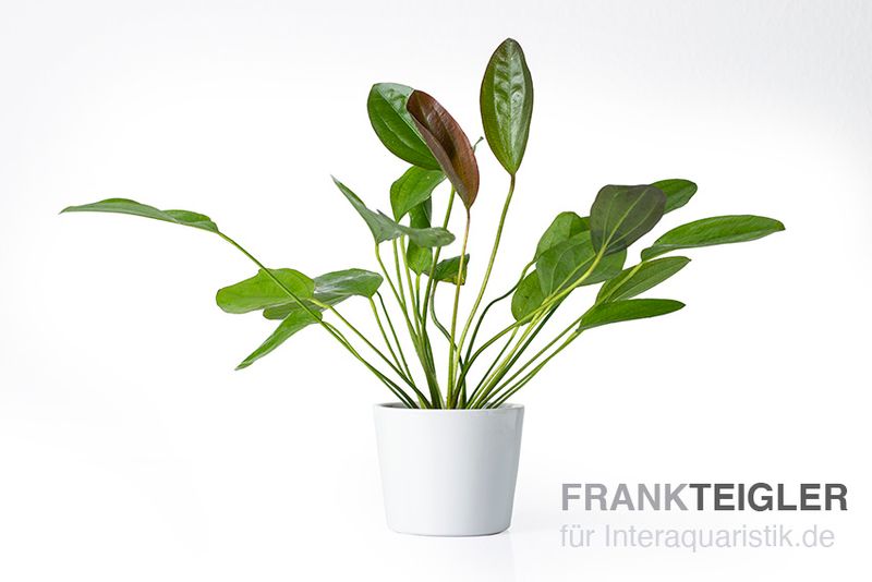 Echinodorus "Osiris Doppelrot", Echinodorus x barthii, XL Topf