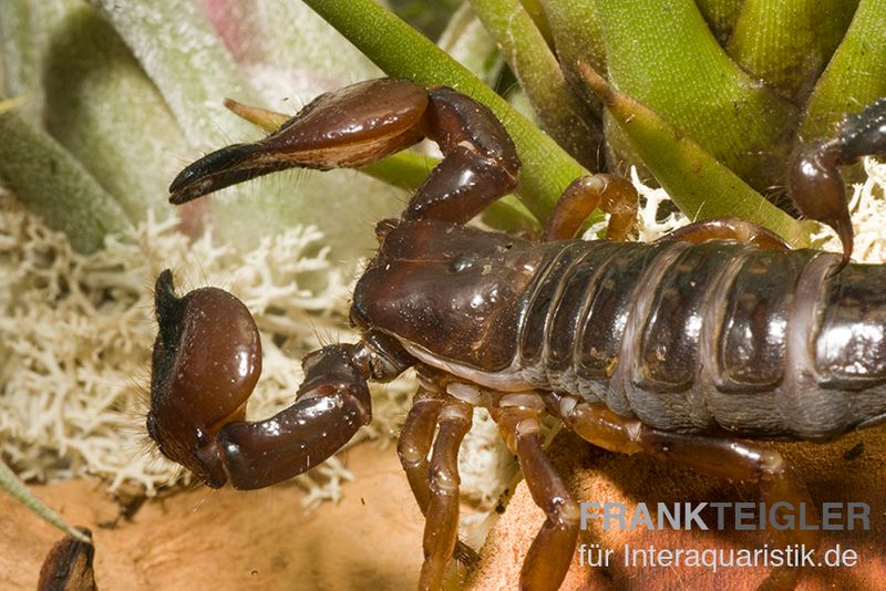 Schwarzer Thaiskorpion, Heterometrus spinifer