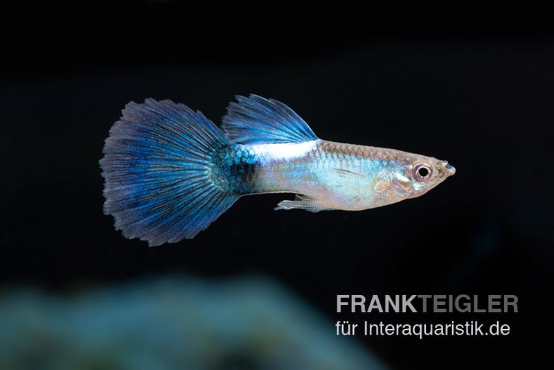 Guppy Blue Queen, Poecilia reticulata, Männchen