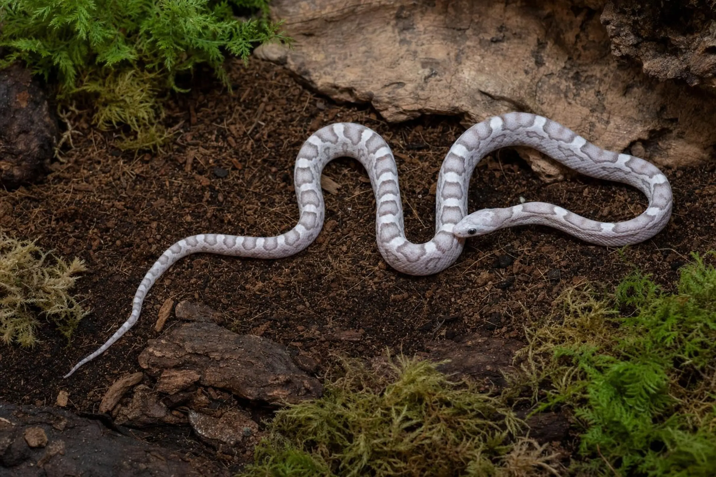 Ultramel-Anery-Motley-Kornnatter, Pantherophis guttatus