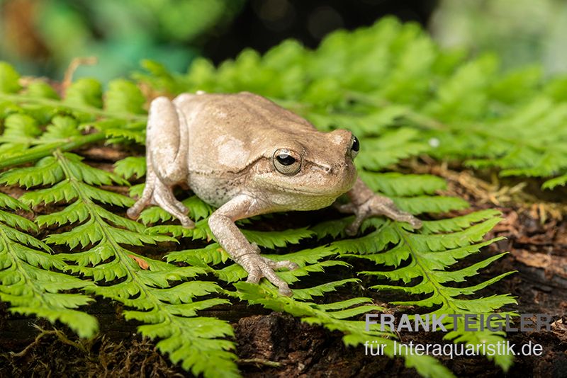 Kiefernwald-Laubfrosch, Hyla femoralis