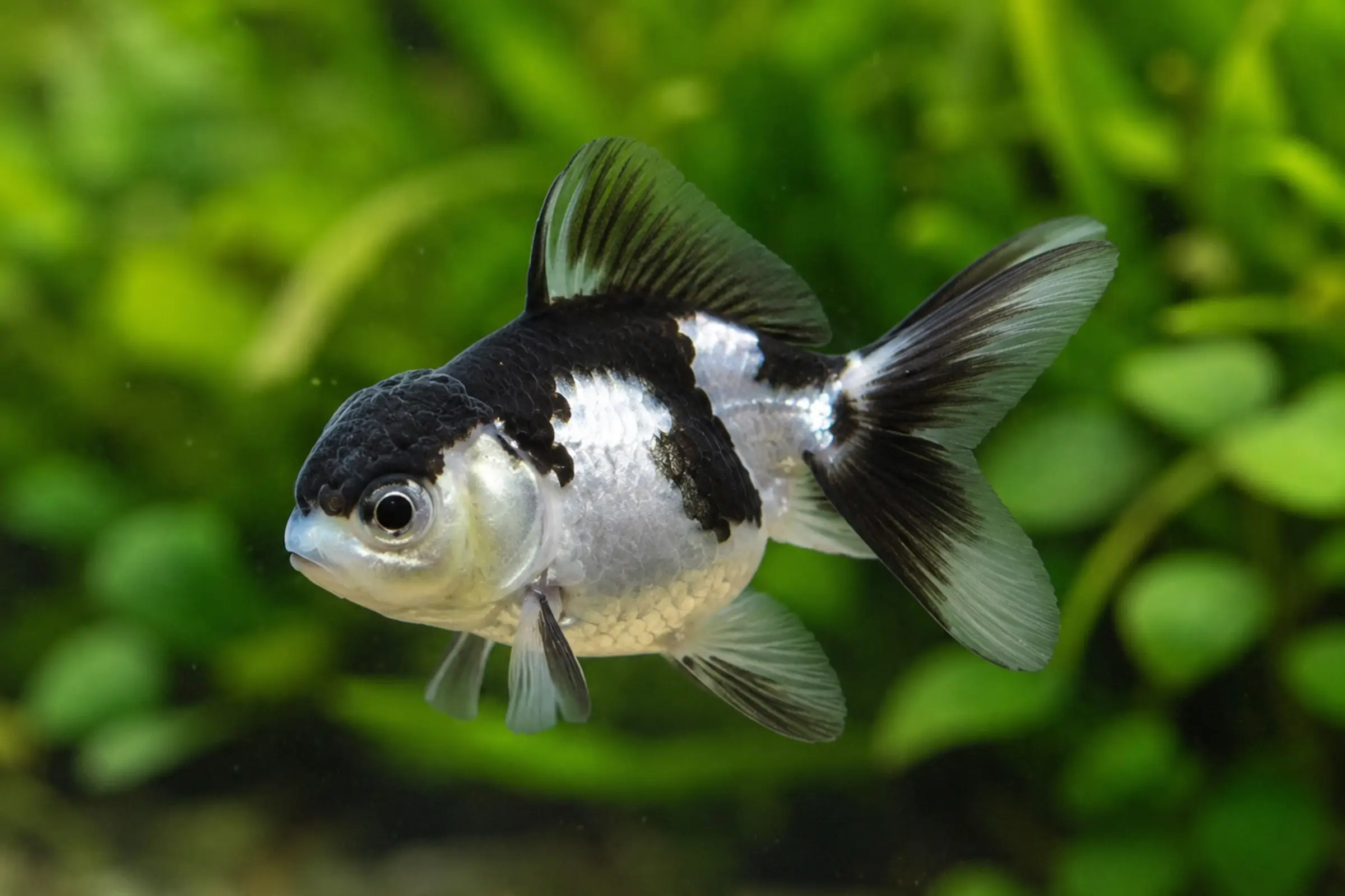 Nahaufnahme eines Oranda Panda (Carassius auratus) Goldfisches mit schwarzer Panda‑Zeichnung und langem Schleierschwanz vor grünem Pflanzenhintergrund, ideal für Kaltwasser‑Gartenteich