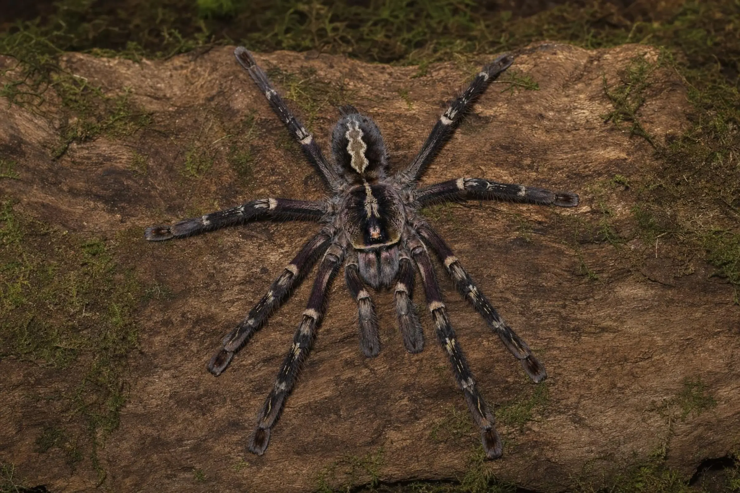 Geschmückte Ornamentvogelspinne, Poecilotheria ornata